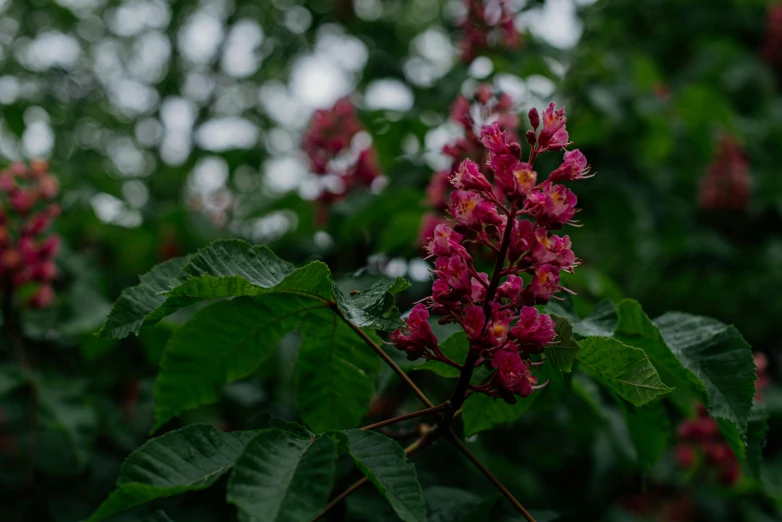 pink flowers blooming on the nches of trees