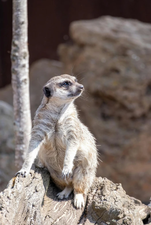 a small meerkat sits atop a large rock