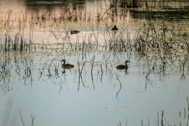 some small birds in a body of water