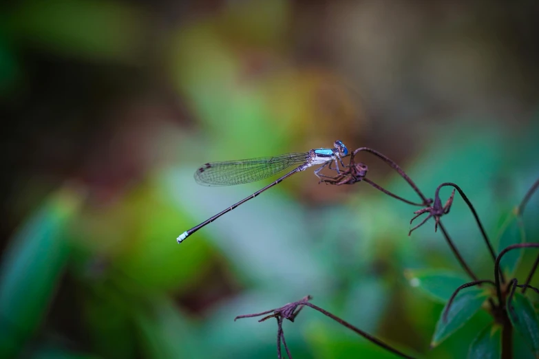 a dragonfly perched on top of some flowers