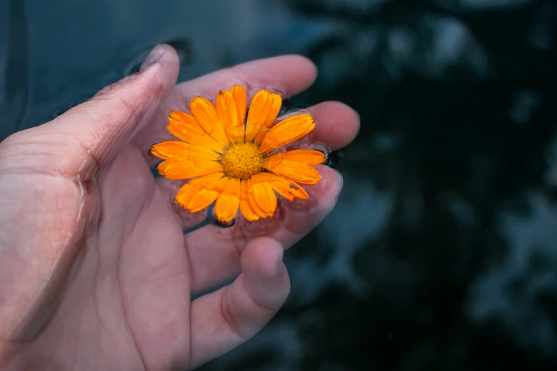 a person holding out their hand with a flower in it