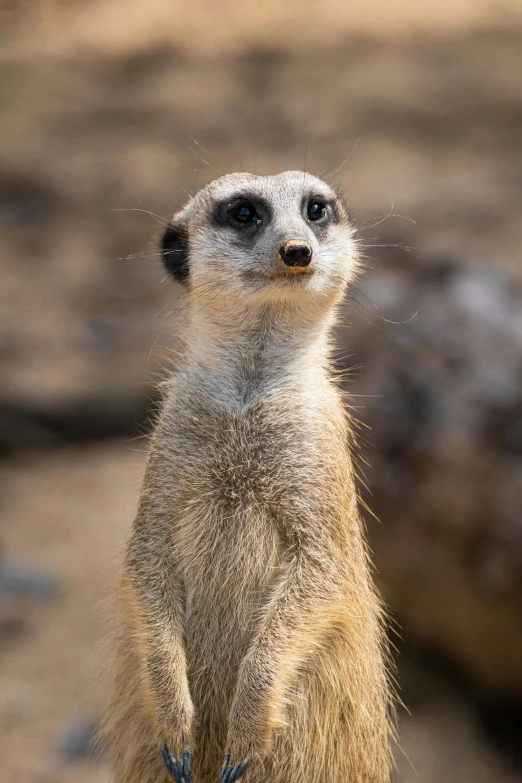 a small meerkat standing on one leg