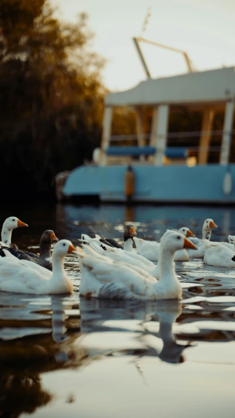 a flock of ducks swimming in a harbor