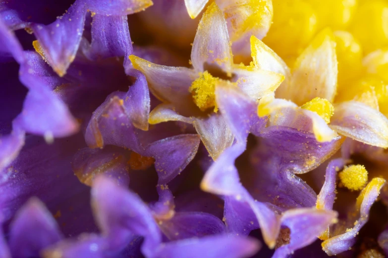 some yellow and purple flowers sitting next to each other