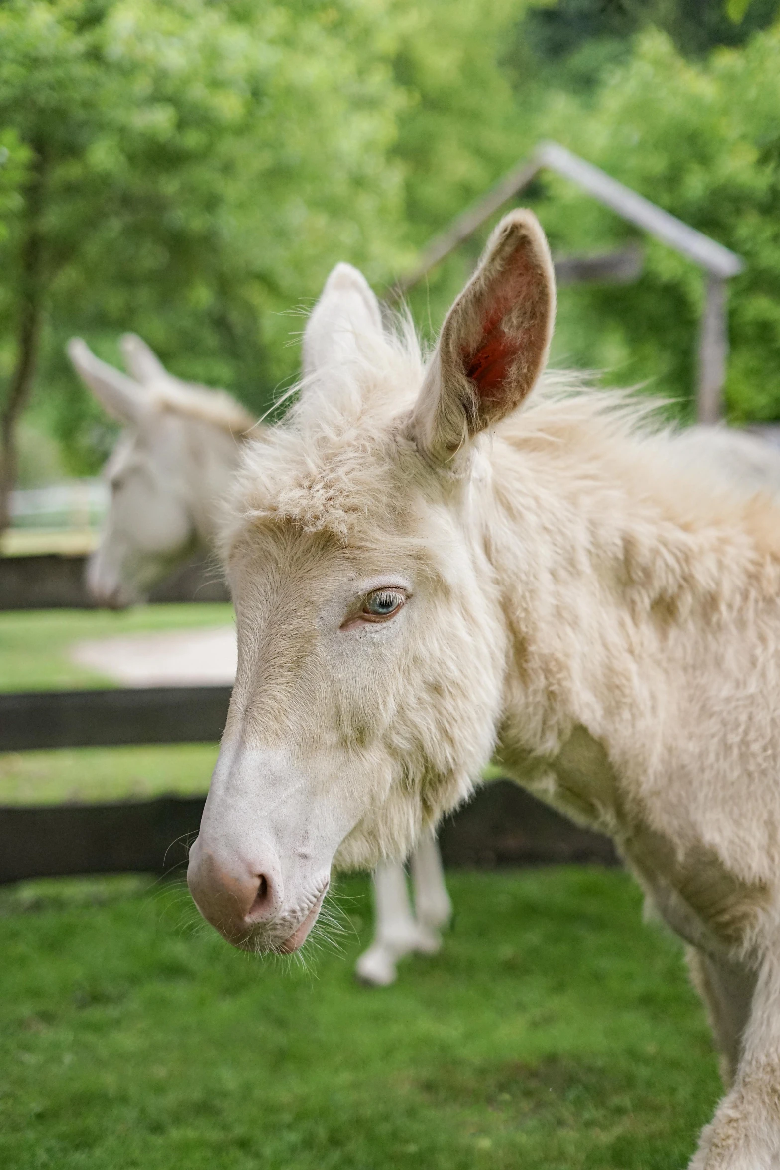 two white donkeys in an enclosure, one looking at the camera