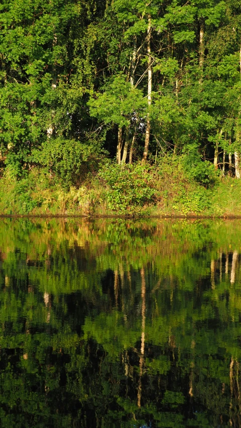 the tree line along side of the water reflects its trees