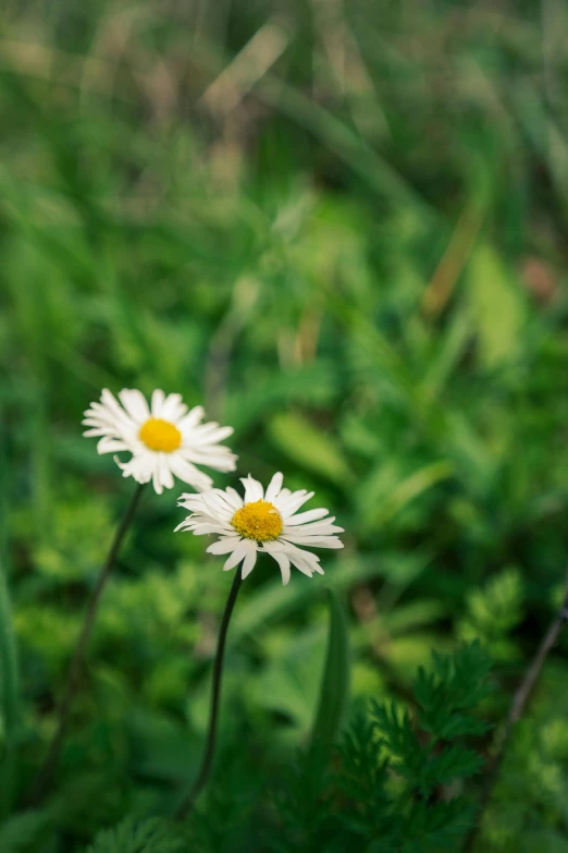 some white and yellow daisies are growing in the grass