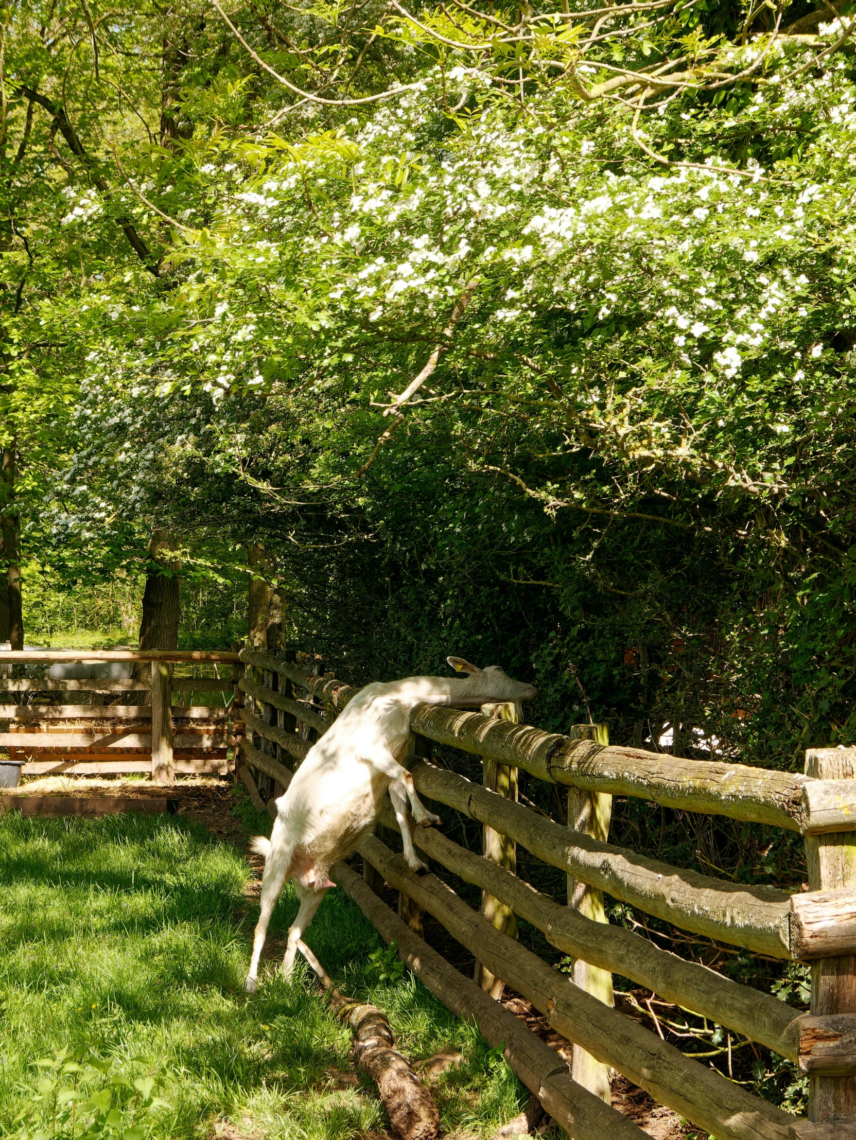 a dog standing on the edge of a wooden fence