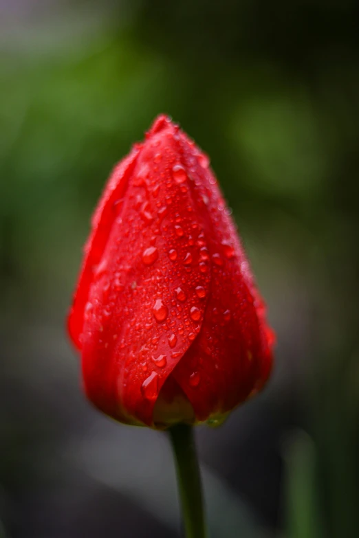 a red flower is sitting with its dew drops