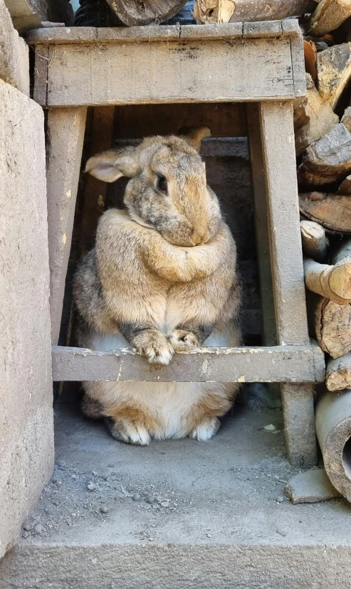 a bunny sitting inside an old wooden box