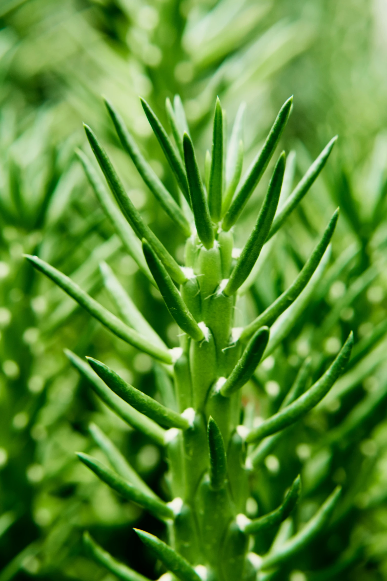 a close up view of the green leaves of an evergreen tree