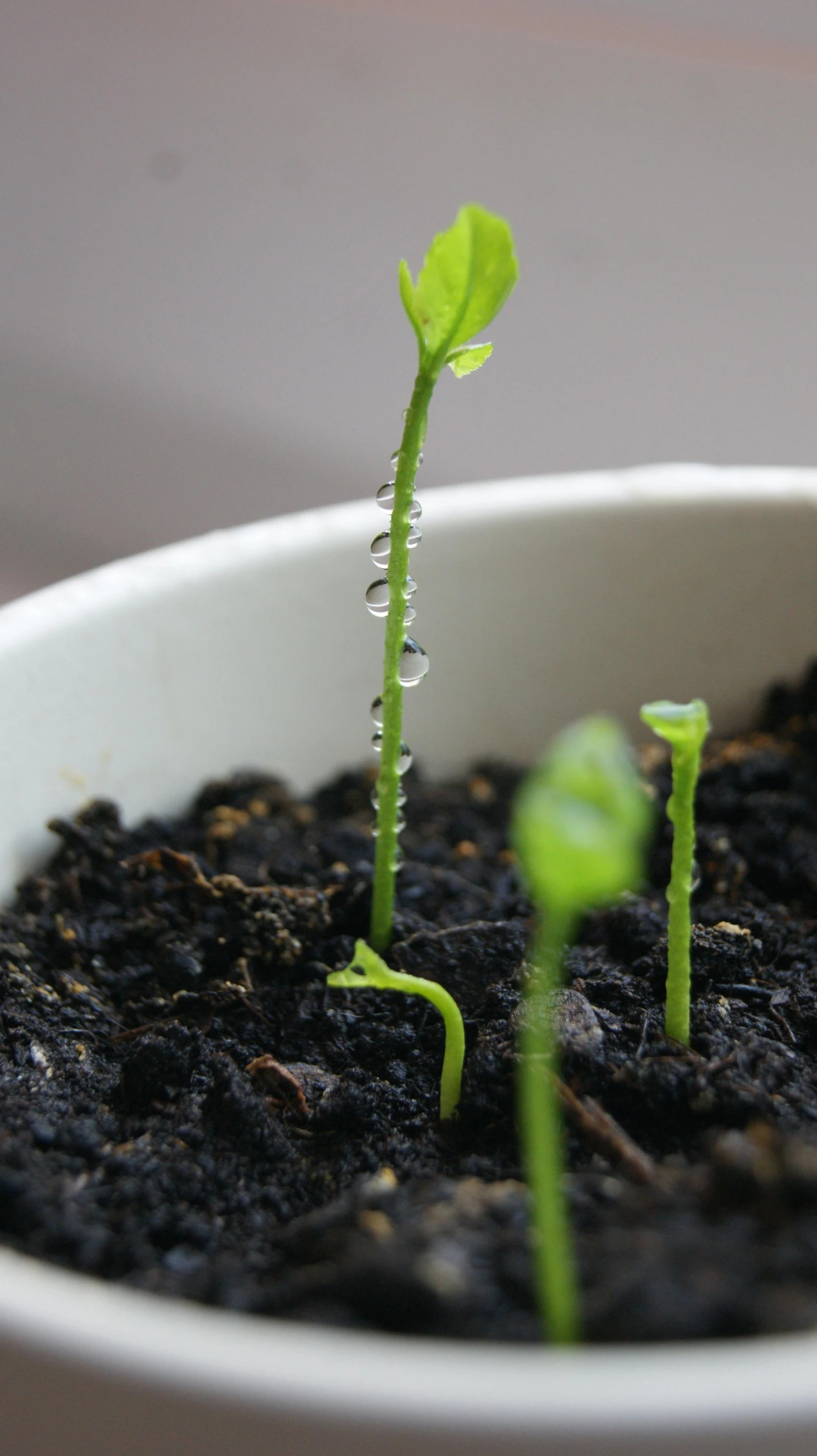 a plant sprouts through the dark dirt