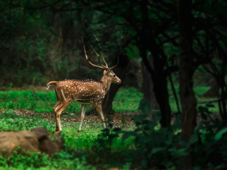 a deer that is standing in the grass