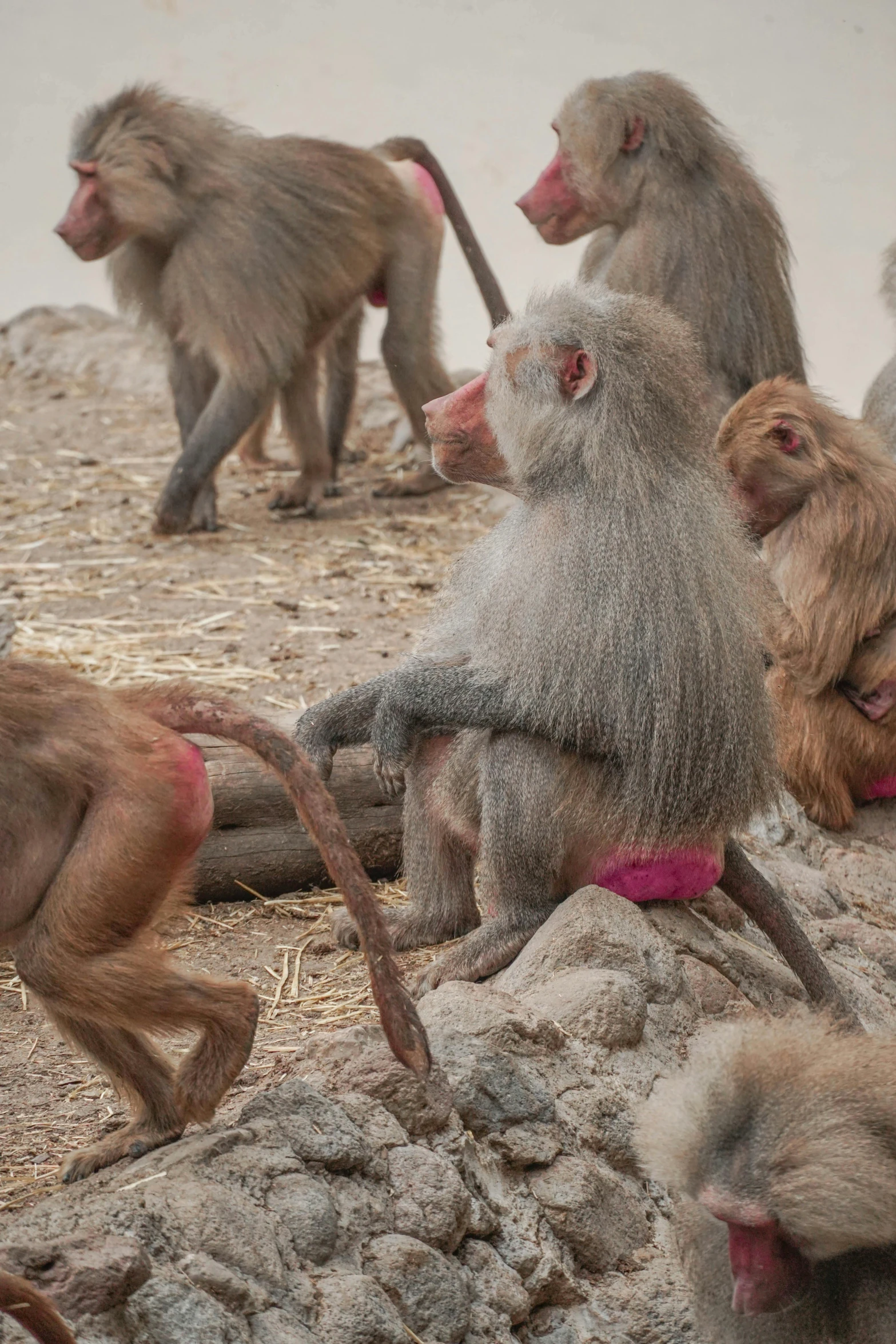 the monkeys are playing in the water next to each other