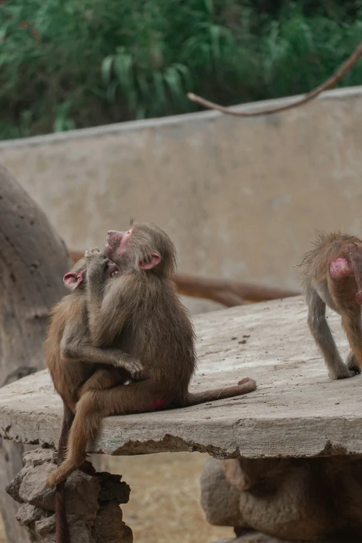 two monkeys sit together on a bench