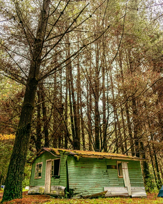 a green house sitting in the middle of some woods