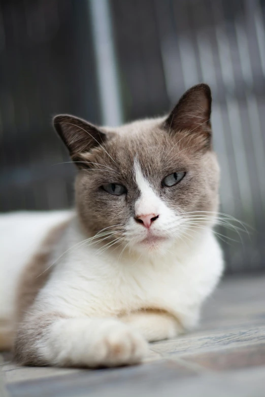 a siamese cat sits on the ground looking up