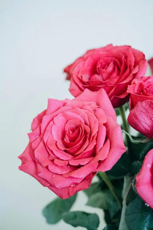 a close up of some flowers and water droplets on it