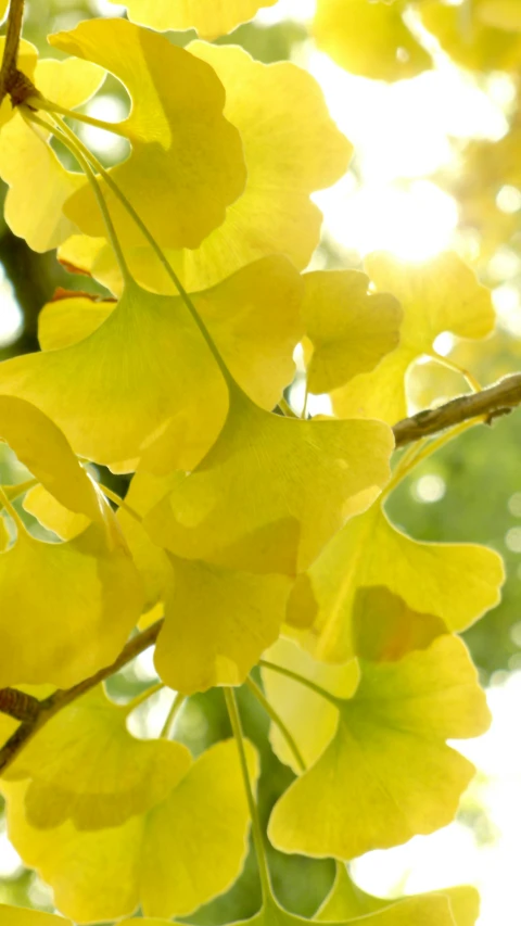 a beautiful view of the leaves in front of trees