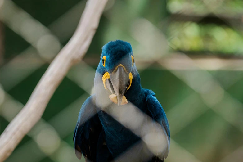 a small colorful bird with an elaborate beak