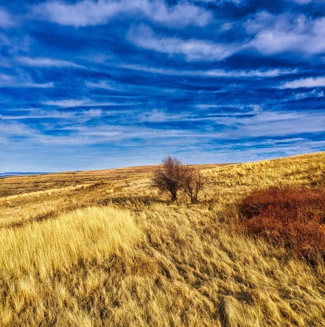 a single tree sits alone in an empty field