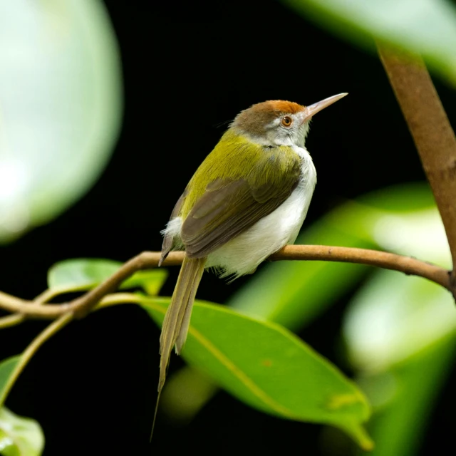 the bird with the long beak is standing on the twig of a tree nch