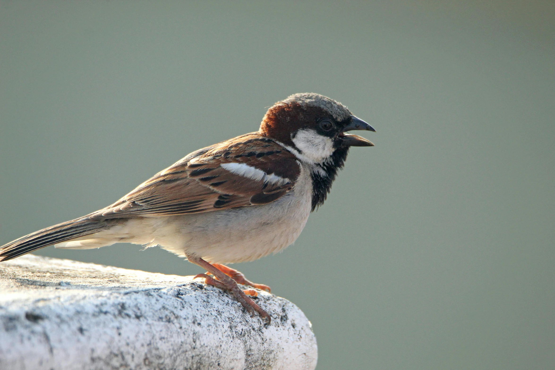 bird standing on top of rock outside in the day