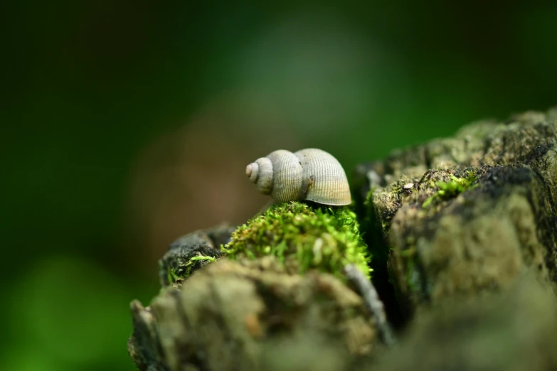 a snail crawling along the edge of a tree