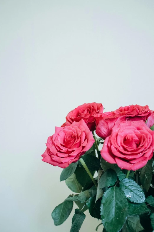 a vase full of pink roses sits on a counter