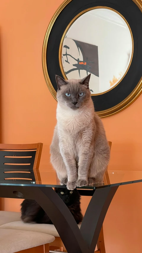 a siamese cat sitting on top of a clear table