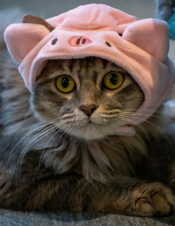 cat wearing a pink kitty hat lying down