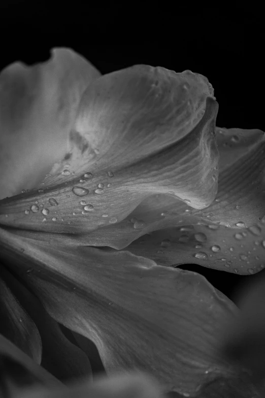 a flower is in black and white with raindrops