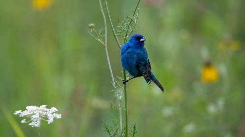 a bright blue bird sitting on a plant in the wild