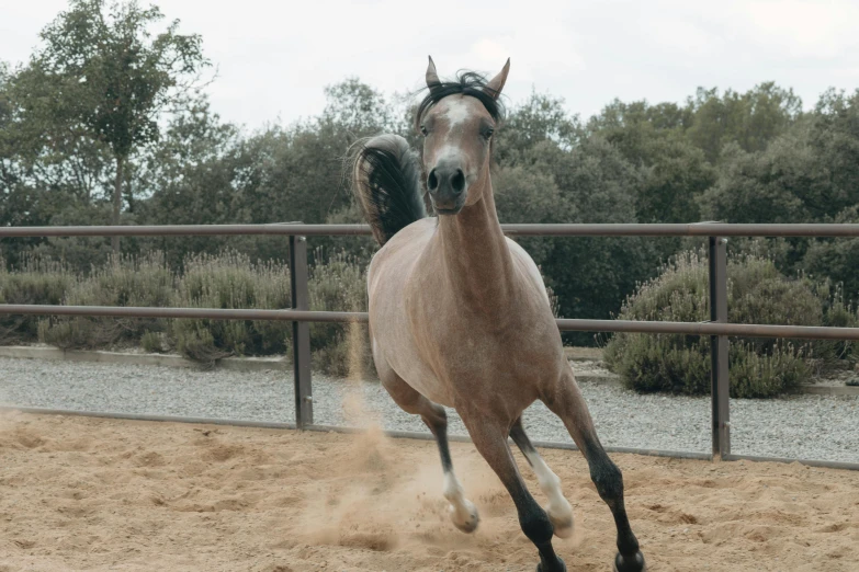 there is a horse running in an enclosed area