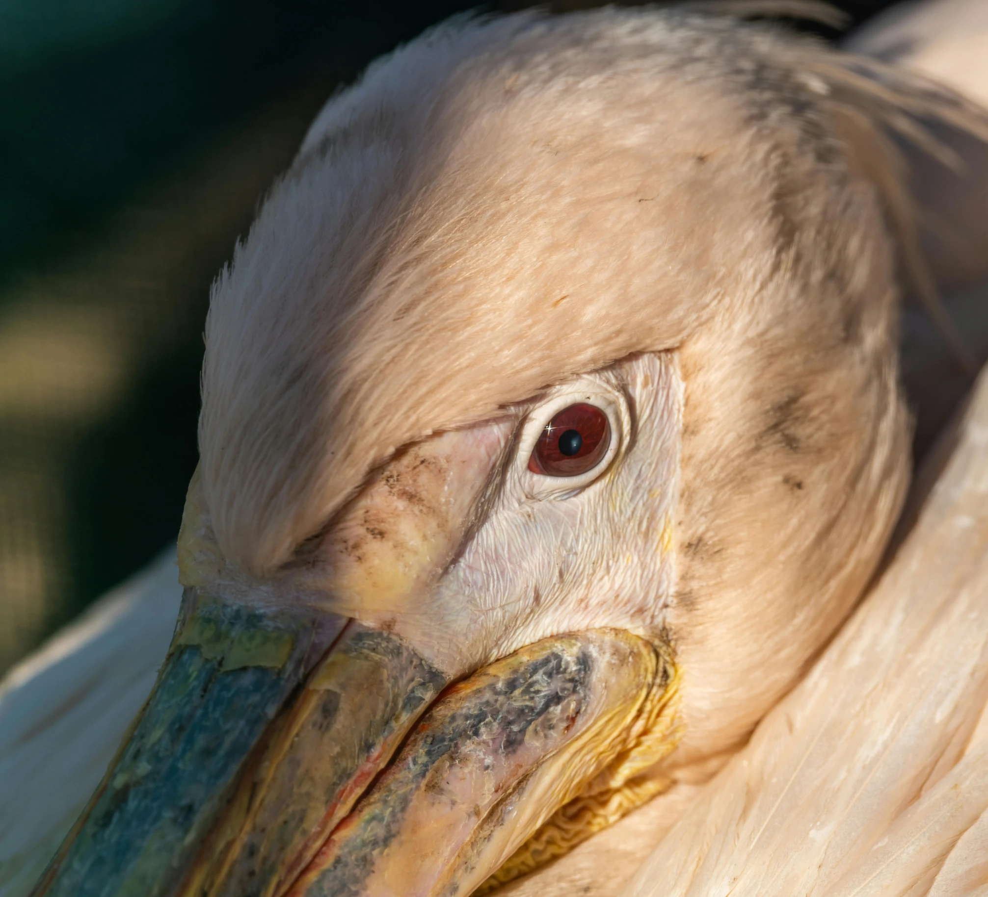 a large bird that has been placed by someone