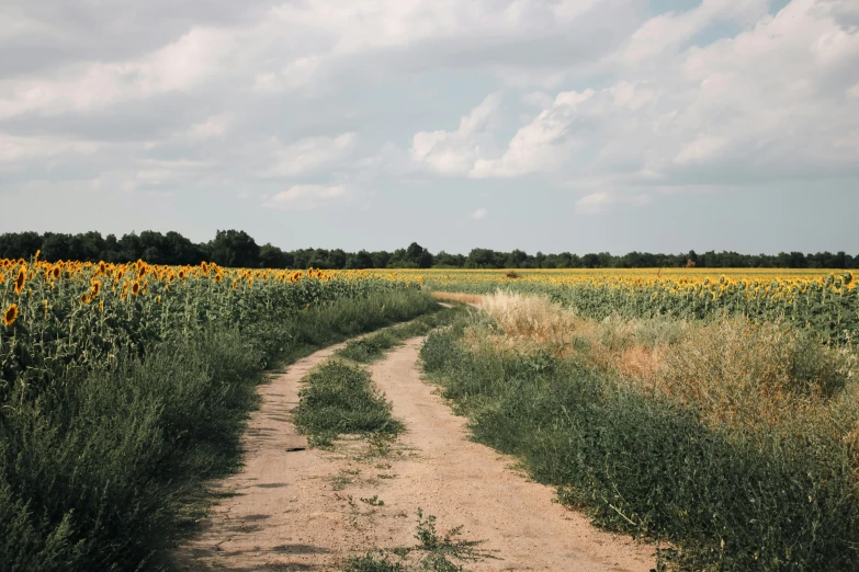 a small dirt road going through a sunflower field