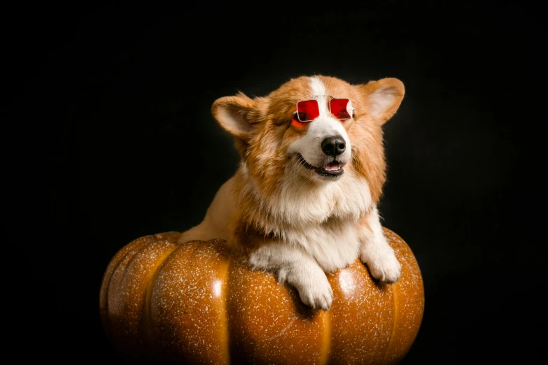 a dog sitting on top of a wooden pumpkin