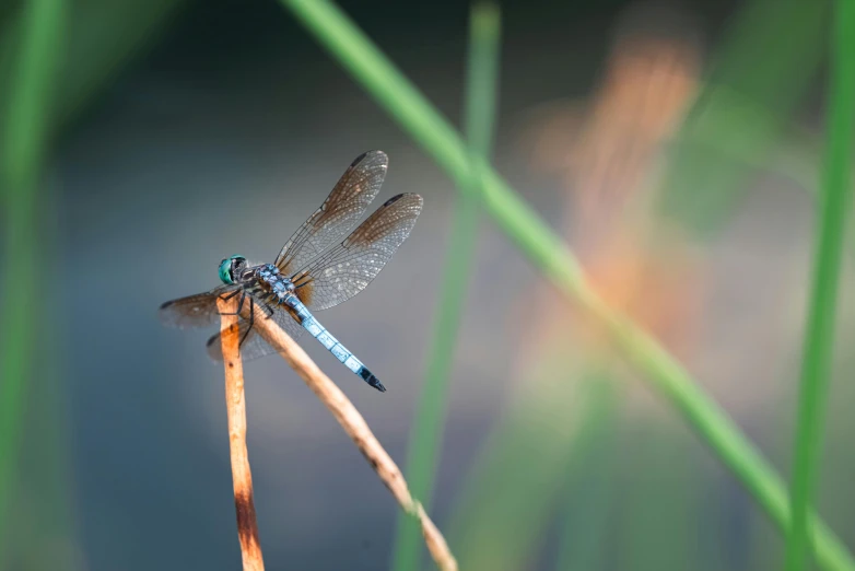 a small blue and green dragon fly over a twig