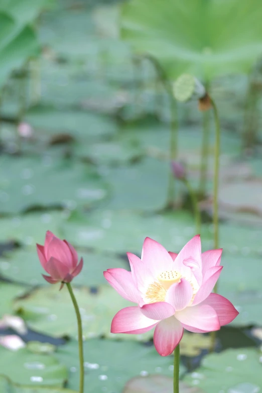 there are pink lotus flowers growing in this pond