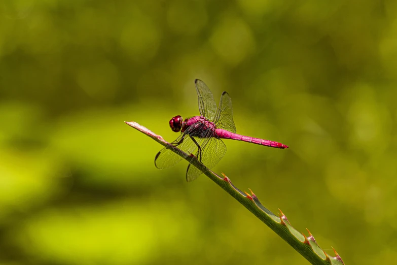 a pink dragonfly is perched on top of a plant