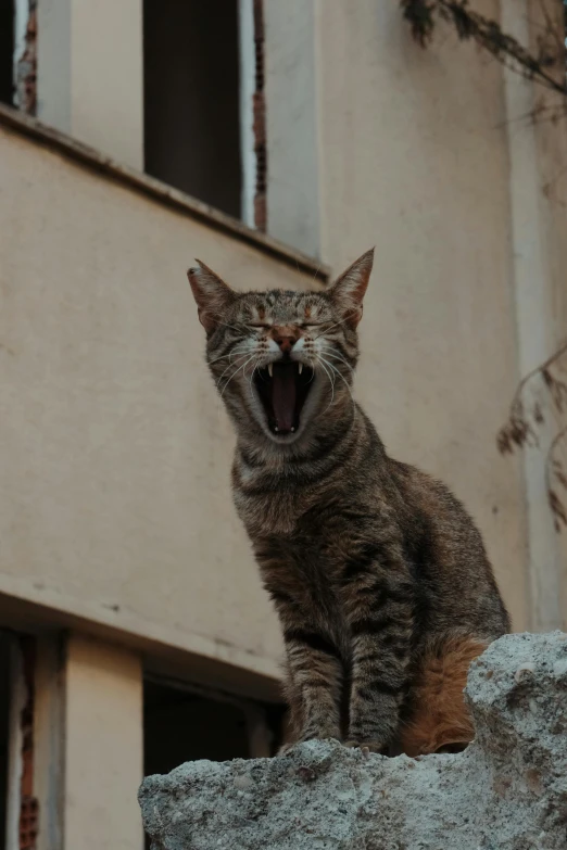 a cat yawns while hissing outside an apartment building