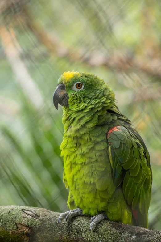 the parrot is sitting on a nch of a tree