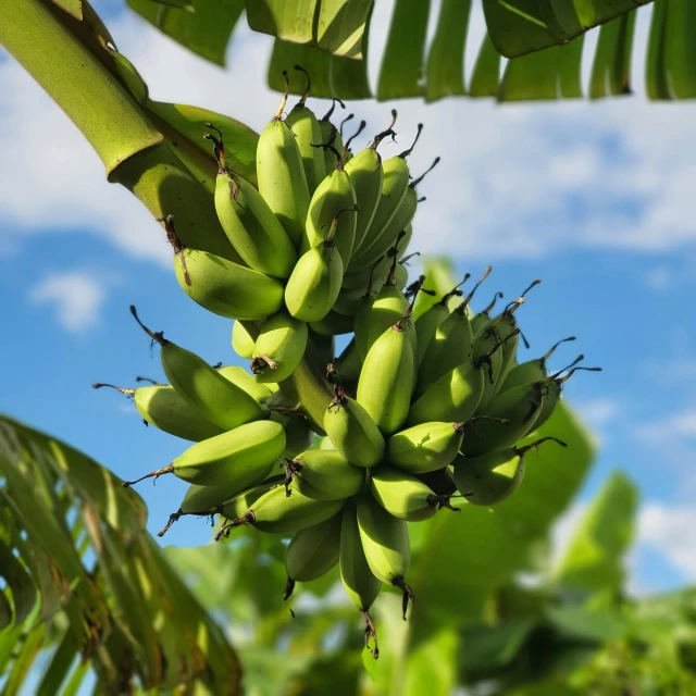 a bunch of bananas on the tree ready to be harvested