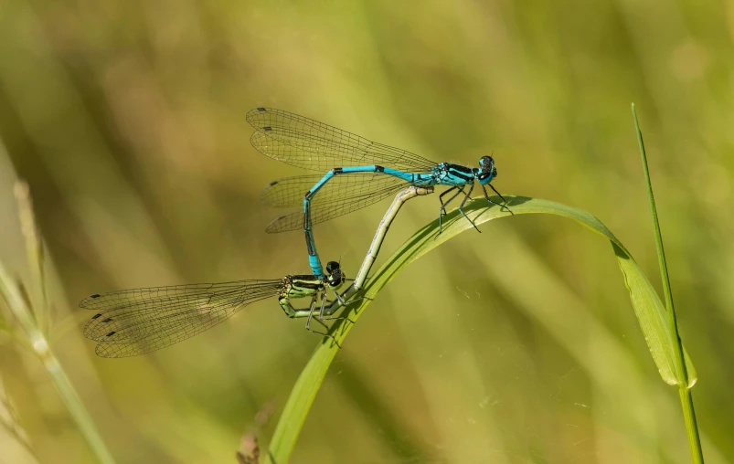 two blue - winged dragonflies perch on a blade of grass