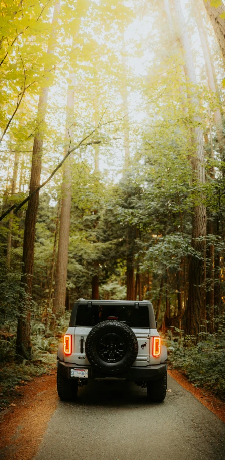 the jeep is driving down a leafless road