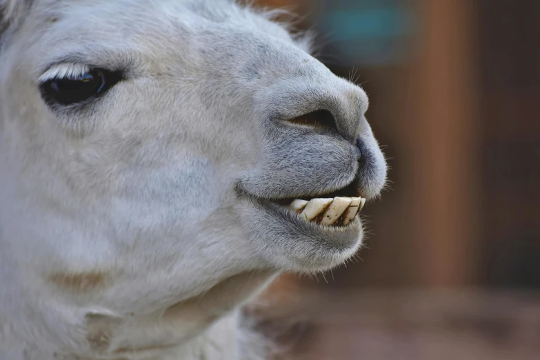 an alpaca with his mouth open close up