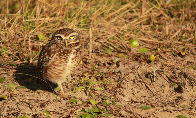 a small bird sitting on the sand by some green plants