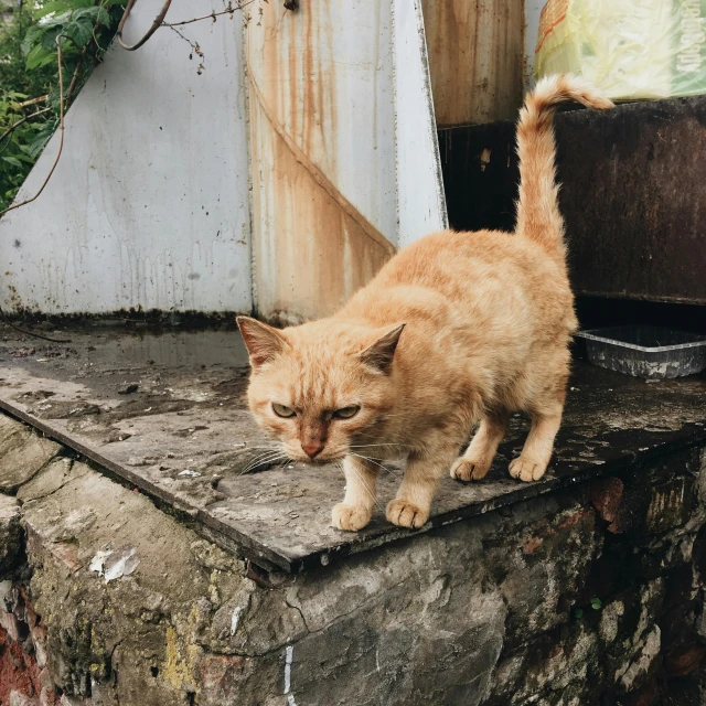 an orange cat standing on top of a cement platform