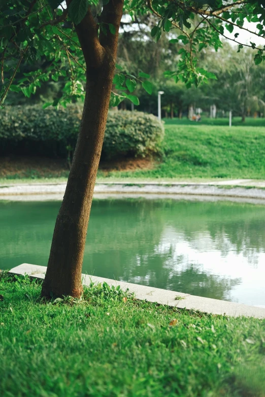 the bench is by the tree beside a small lake