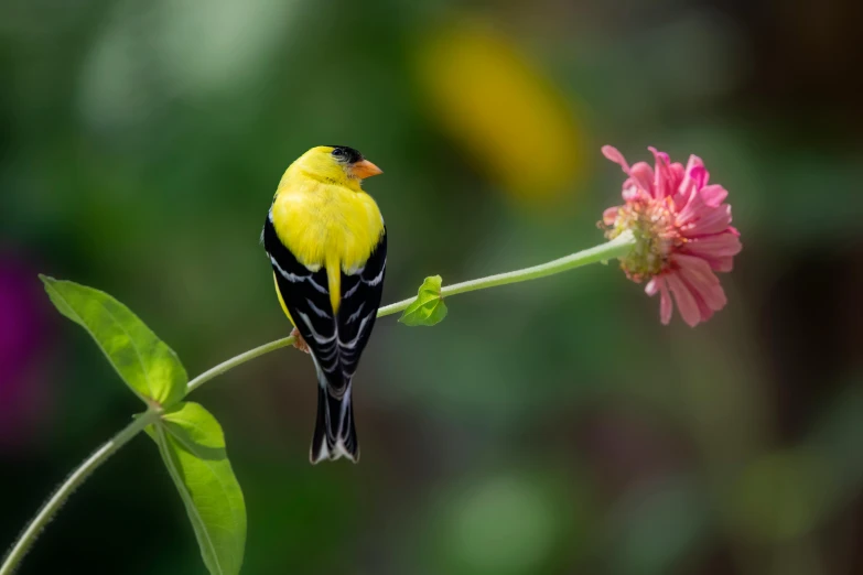 a little bird sits on top of a flower